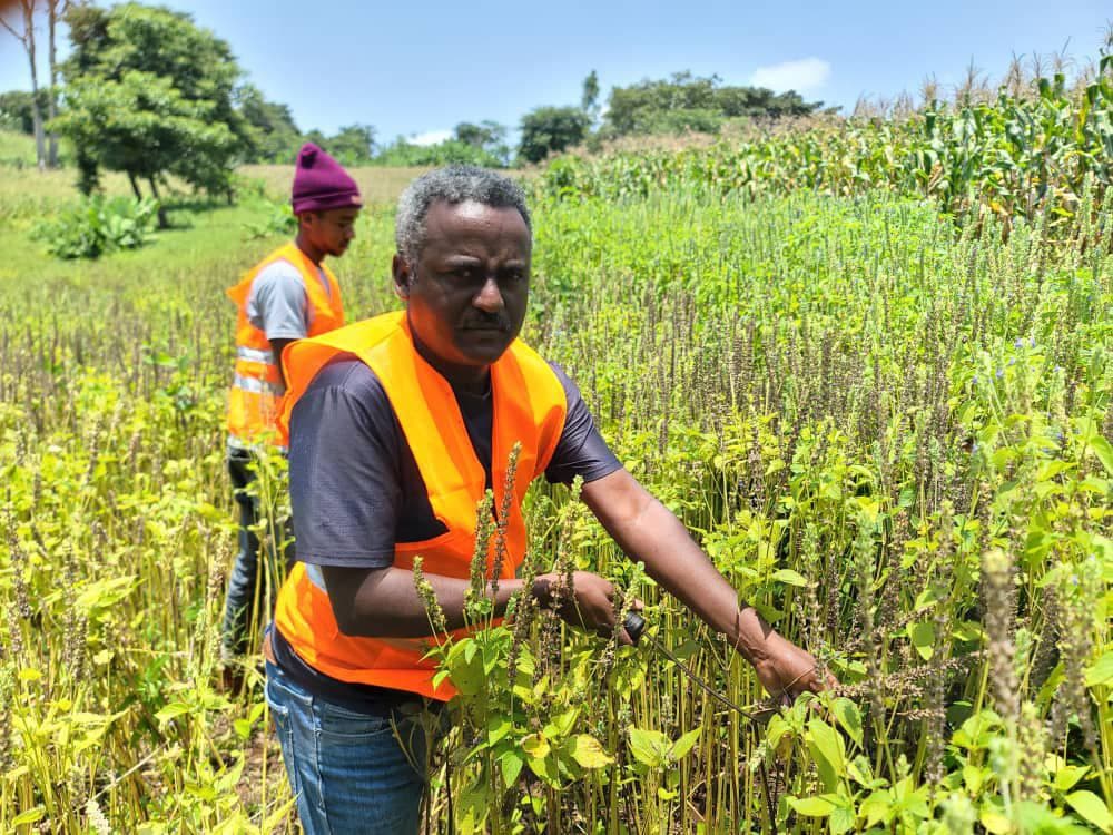 Chia Seed Close-up 2