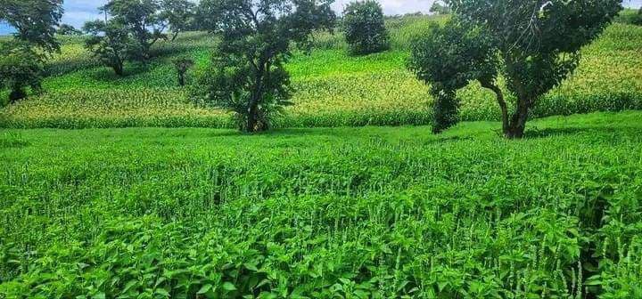 Farming Activities 2